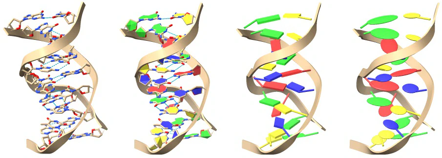 nucleotide-representations